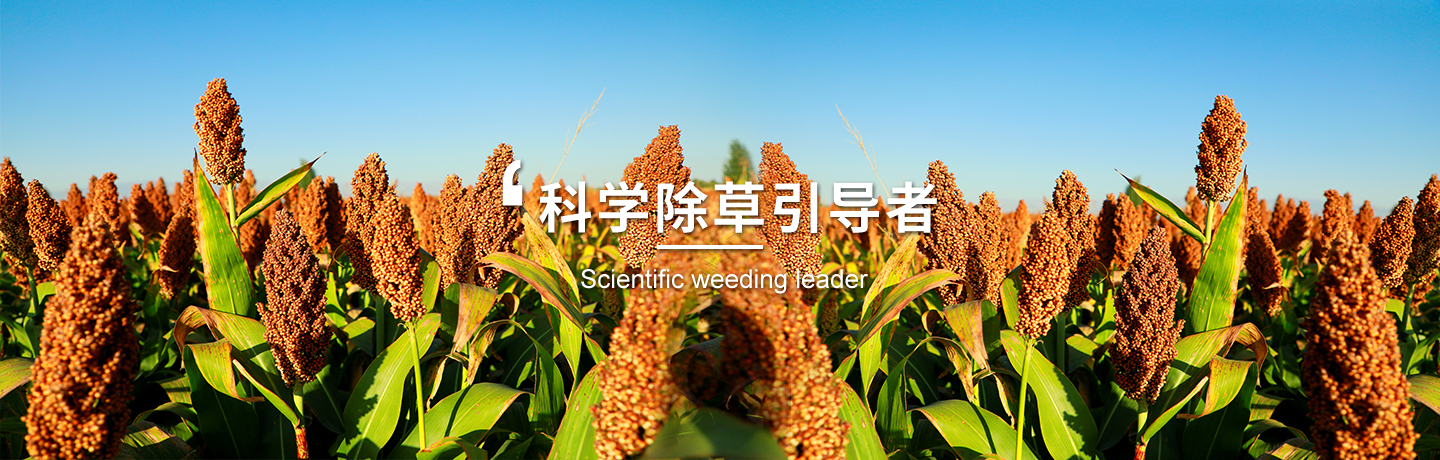 經(jīng)作類(lèi)除草劑哪家好、小麥田除草劑選哪家
